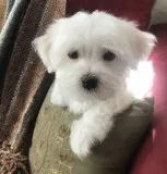 Jopm maltese pups for sale