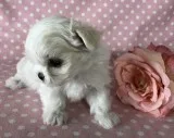 Nhuur maltese pups for sale