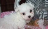 Lmour maltese pups for sale
