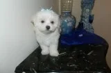 Hymn maltese pups for sale