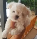 Sweet maltese pups for sale