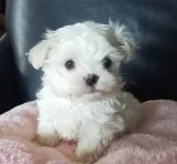 Htrd maltese pups for sale