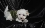 Kouur maltese pups for sale