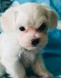 Ohyur maltese pups for sale