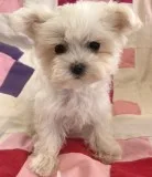 Rur maltese pups for sale