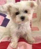 Pmour maltese pups for sale