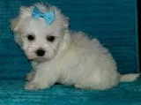 Hour maltese pups for sale