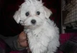 Bgfu maltese pups for sale