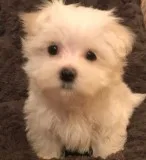 Snowball maltese pups for sale