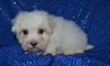 Tmour maltese pups for sale