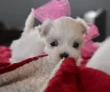 Kyub maltese pups for sale
