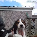  tri coloured beagle puppies