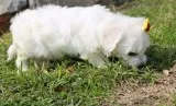 Nmour maltese pups for sale