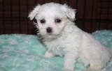 Ngur maltese pups for sale