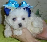 Ikop maltese pups for sale