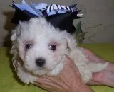 Gupm maltese pups for sale