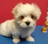 Kour maltese pups for sale