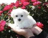 Louvn maltese pups for sale