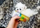 Four maltese pups for sale