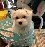 Opmn maltese pups for sale