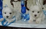 Jiur maltese pups for sale