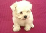 Nhg maltese pups for sale