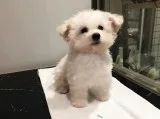 Kmour maltese pups for sale