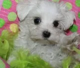 Fibc maltese pups for sale