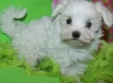 Loonw maltese pups for sale
