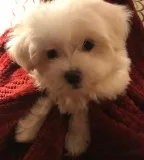 Qmour maltese pups for sale