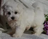 Arnard maltese pups for sale