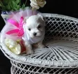 Smour maltese pups for sale