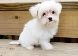 Xour maltese pups for sale