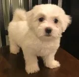 Gizmo maltese pups for sale