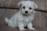 Rmour maltese pups for sale