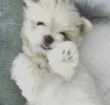 Yiour maltese pups for sale