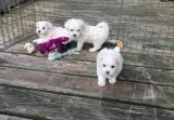 Rgour maltese pups for sale
