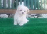 Sugar maltese pups for sale