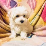 Lyre maltese pups for sale