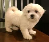 Jipmk maltese pups for sale