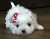 Wuur maltese pups for sale