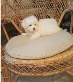 Juyn maltese pups for sale