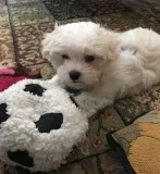 Bfgn maltese pups for sale