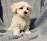 Fghn maltese pups for sale