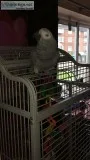 African greys for sale