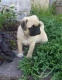 Sweet male and female pug for sale 