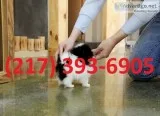 Cute and adorable pomeranian puppies for