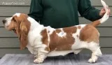 Basset hound pups ready now