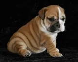 English bulldog pups ready now