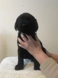 Labrador retriever puppies ready now